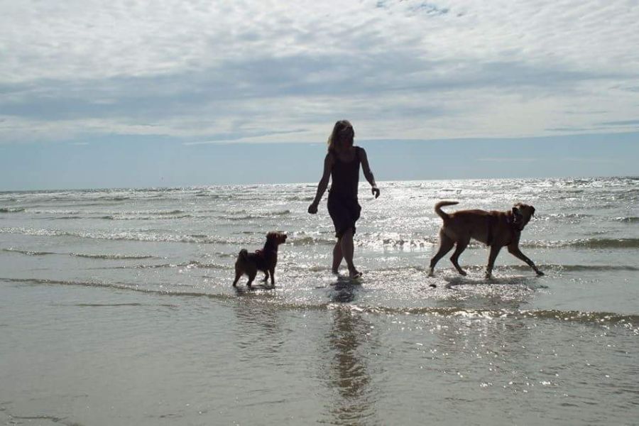 Hundetraining am Strand